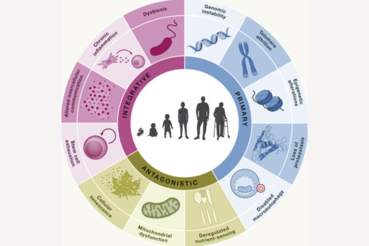 Hallmarks of aging 2023